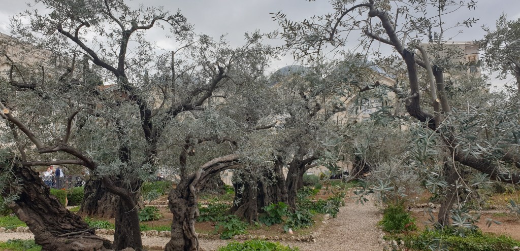 Trip to Israel:&nbsp;Getsemane